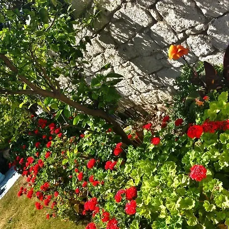 Zeren 3* 阿拉恰特